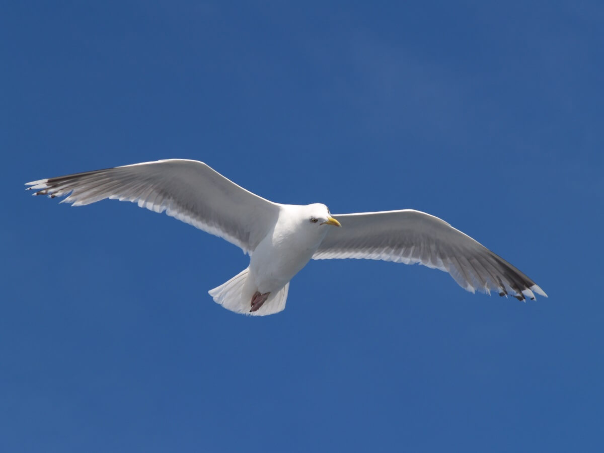 Commercial Seagull Pest Control Services in Bristol Area